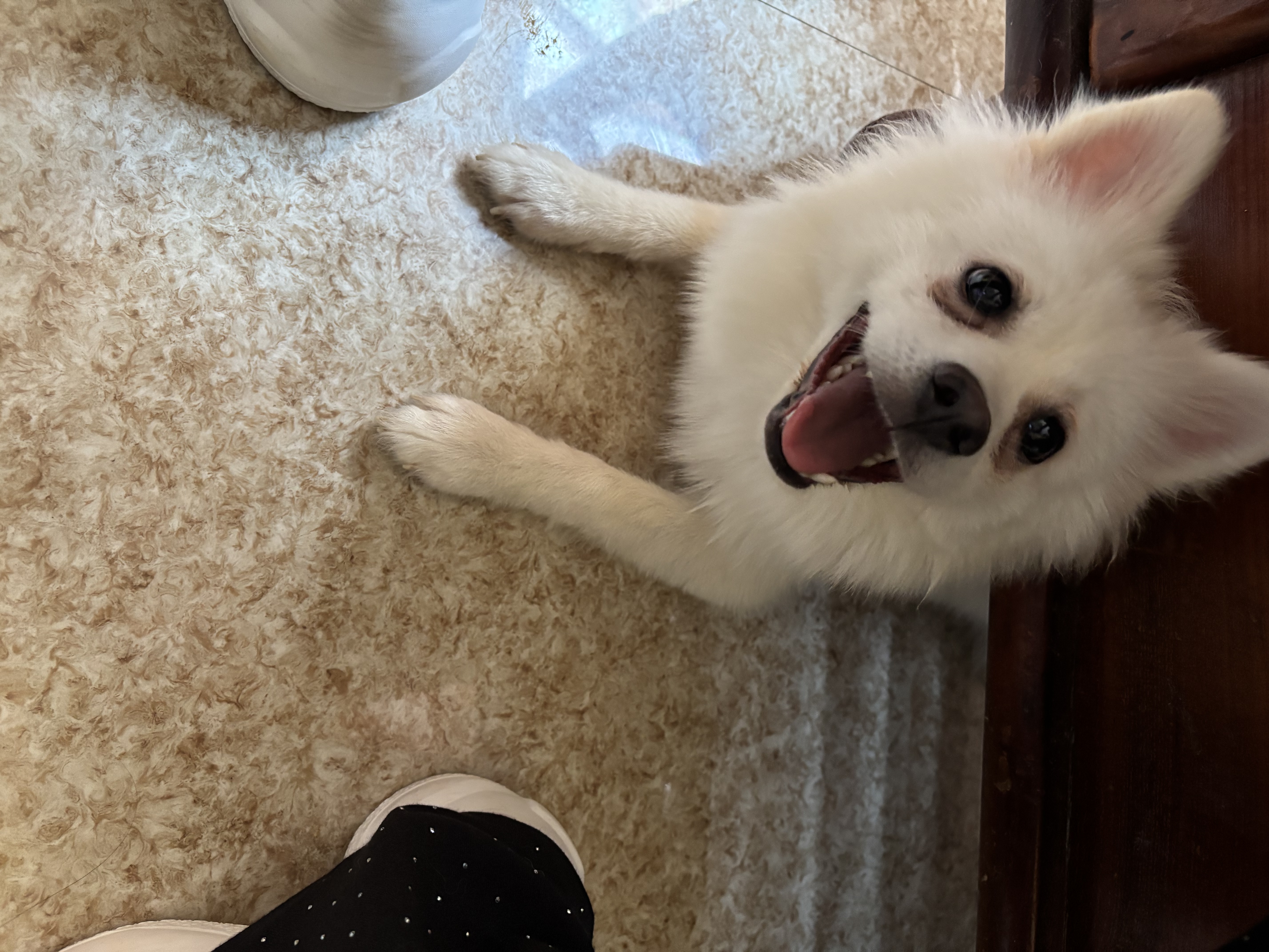 大壮，纯白纯种博美犬